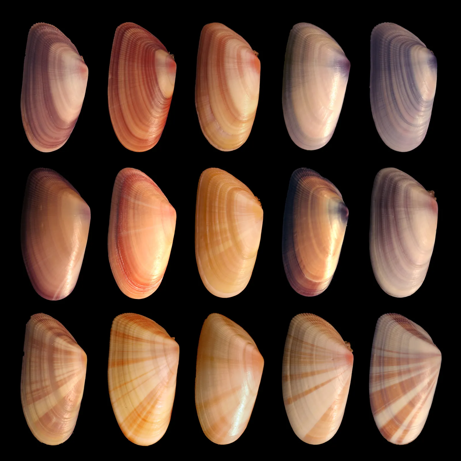 Photograph showing mussels of the same species with different visual patterns